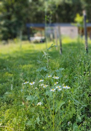 bloemen in kruidenrijk grasland in natuurlijke tuin in Bonheiden