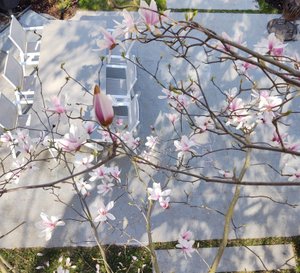 magnolia bloeit in duurzame stadstuin met terras en stapstenen